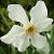 narcissuscflopoeticusvarphysaloidesdeeproot1a1a