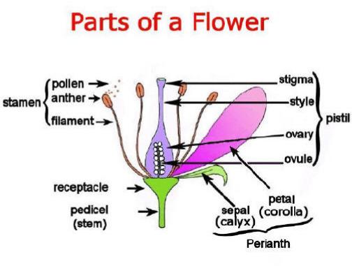 Use of Plant - Pollen or Nectar for Bees