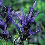 salviaflocblackandblue1
