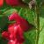 salviacflo1microphyllanewbyhallgarnonswilliams