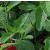 salviacfolmicrophyllanewbyhallgarnonswilliams