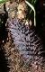 abiesccone72amabiliswikimediacommons