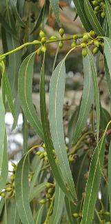 eucalyptuscfoldalrympleanawikimediacommons