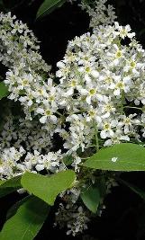 prunuscflopaduswikimediacommons