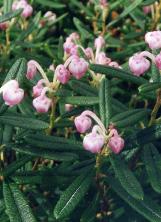 andromedacflospolifoliacompactawikimediacommons