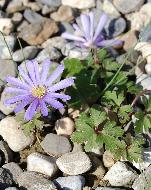 anemonecforblandawikimediacommons