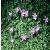 anemonecflo9blanda1