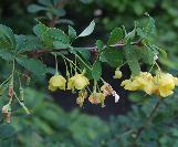 berberiscflosstenophyllawikimediacommons