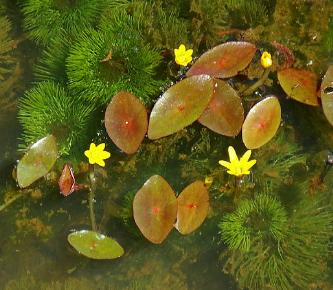 cabombacforaquaticaaquaticawikimediacommons