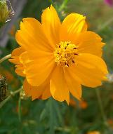 cosmoscflosulphureuswikimediacommons