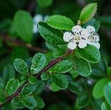 cotoneastercfoldammeriwikimediacommons