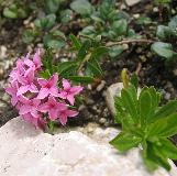 daphnecfloscneorumwikimediacommons