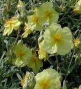 helianthemumcfloswisleyprimrosewoodcottagenursery