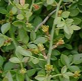 jasminumcflosparkeriwikimediacommons