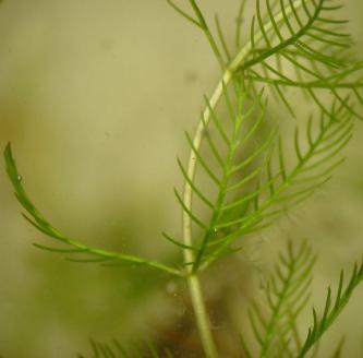 myriophyllumcfolspicatumwikimediacommons