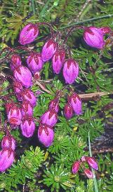 phyllodocecfloscaeruleawikimediacommons