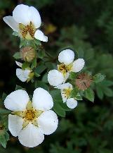 potentillacflosfruticosawikimediacommons