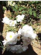 rosacfloschinensisminimawikimediacommons