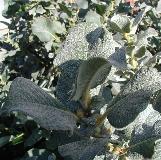 salixcfollanatawikimediacommons