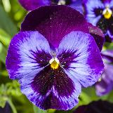 violacflowittrockianabluewithpurplewingswikimediacommons1