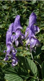 aconitumcforvariegatumwikimediacommons