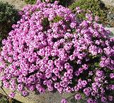 aethionemacforarmenumwarleyrosewikimediacommons
