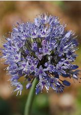 alliumcflocaeruleumwikimediacommons