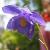 aquilegiacflo8pyrenaicawikimediacommons