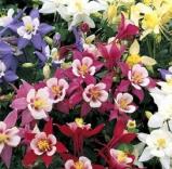 aquilegiacflosdragonflywoodcottagenursery