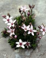 arenariacforpurpurascenswikimediacommons