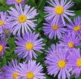 astercflosalpinusgoliathwoodcottagenursery