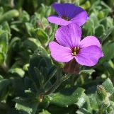aubrietacfloscultorumdobromierzwikimediacommons