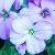 aubrietacflos8cultorumwikimediacommons1