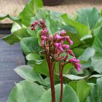 bergeniacordifoliacforcoblands
