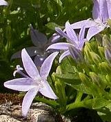 campanulacflosgarganicawikimediacommons