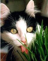 cateatskittygrass