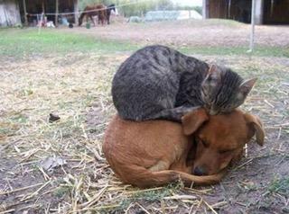 catondog