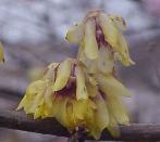 chimonanthuspflos91praecoxwikimediacommons