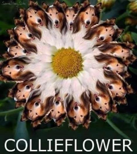collieflower1
