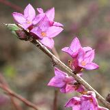 daphnecflosmezereumwikimediacommons