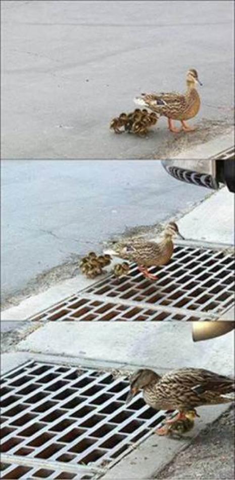 ducklosesducklings