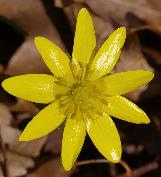 ficariacflovernawikimediacommons