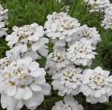 iberiscflossempervirenswoodcottagenursery