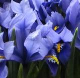 iriscflosreticulatawoodcottagenursery