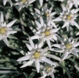 leontopodiumcflosalpinumwoodcottagenursery