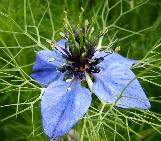nigellacflodamascenawikimediacommons