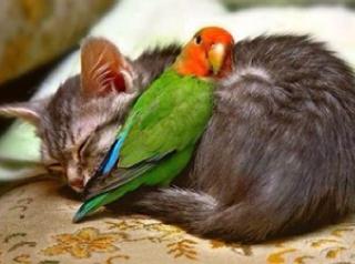 parrotoncat