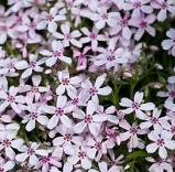 phloxcflosappleblossomwoodcottagenursery