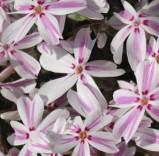 phloxcflossubulatacandystripeswoodcottagenursery