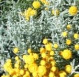 santolinacfloschamaecyparissuswoodcottagenursery